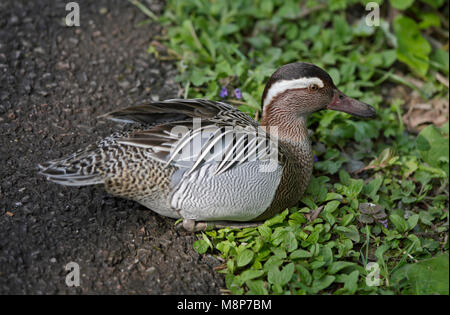 Krickente Ente (Anas querquedula) Männlich Stockfoto