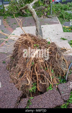 Entwurzelte Baum führt zu einer Beschädigung der Fußweg nach dem Durchzug des tropischen Wirbelsturms Marcus in Darwin, Northern Territory, Australien. Stockfoto