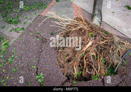 Entwurzelte Baum führt zu einer Beschädigung der Fußweg nach dem Durchzug des tropischen Wirbelsturms Marcus in Darwin, Northern Territory, Australien. Stockfoto