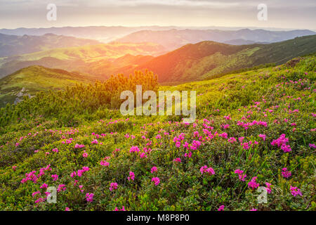 Magic Pink Rhododendron Blumen auf Sommer Berg. Karpaten, Ukraine. Stockfoto