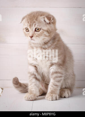 Red Scottish kitten Portrait. Katze zu Hause. Scottish Fold Cat. Standortwahl cat Stockfoto