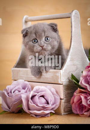 Grau Scottish Fold Kitten portrait. Das Kit sieht aus der Verpackung. Blumen Dekor. Stockfoto