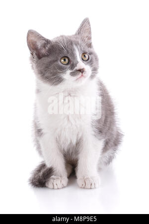 Ein wahrer Freund. Katze ist auf weißem isoliert Stockfoto