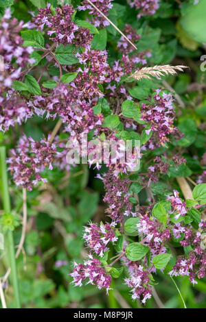 Origanum vulgare, Wilder Majoran Stockfoto