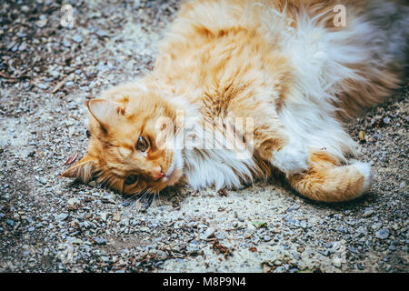 Closeup Schuß von Ginger cat auf dem Boden liegend Stockfoto