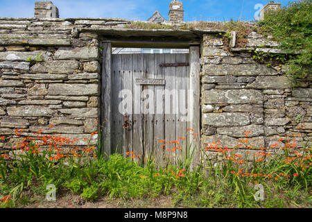 Crocosmia oder Montbretia, wachsende gegen alte Steinmauer in Devon Stockfoto