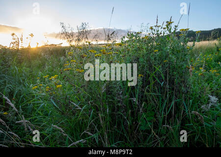 Gemeinsame Berufskraut, Pulicaria dysenterica wachsenden am Rand des Feldes in South Devon Stockfoto