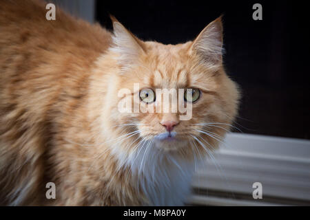 Ginger cat intensiv in die Kamera starrt Stockfoto