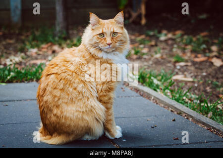 Ingwer Katze sitzt auf Pflaster mit stechenden Blick Stockfoto