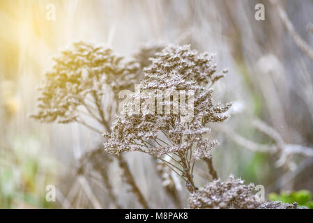 Wild getrocknete Blumen auf einer Wiese in Vintage und Retro Stil Stockfoto