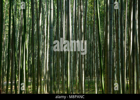 Bambus Wald am Arashhiyama Bezirk in Kyoto, Japan Stockfoto