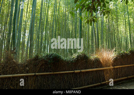 Bambus Wald am Arashhiyama Bezirk in Kyoto, Japan Stockfoto