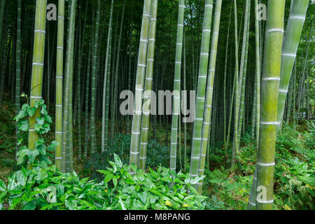 Bambus Wald am Arashhiyama Bezirk in Kyoto, Japan Stockfoto