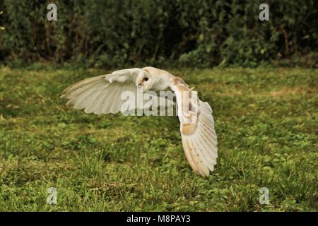 Eine Schleiereule im Flug Stockfoto