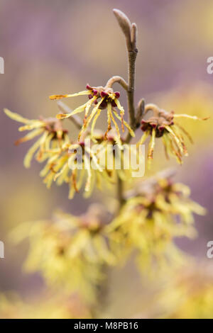 Zaubernuss (Hamamelis x intermedia 'Arnold Promise') in Blüte. Außerordentliche gelbe Blüten von Strauch Sorte in der Familie Hamamelidaceae Stockfoto