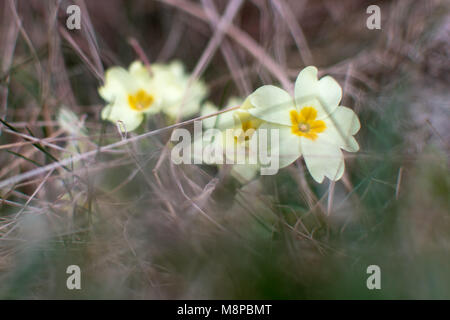 Primel (Primula vulgaris) von Gras. Gelb spring flower von Pflanzen in der Familie Primulaceae, Blüte im Britischen Friedhof Stockfoto