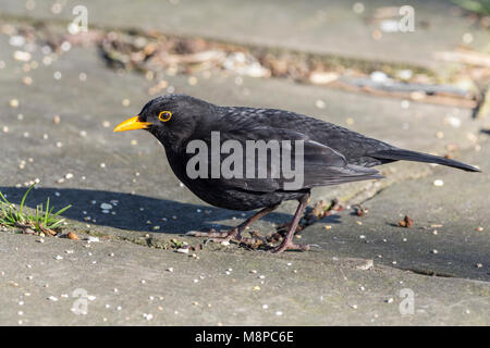 Schwarzer Vogel (Turdus merula) Ernährung auf gemischten Samen auf Bürgersteig in der Nähe von Arundel Castle im Februar 2018 verstreut beim Gehen durch den Fluss mit meiner Kamera Stockfoto