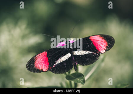 Rot Postbote (Heliconius erato) Schmetterling, auch bekannt als der kleine Briefträger bekannt, die rote Passionsblume Schmetterling, oder den Crimson-gepatcht longwing. Stockfoto