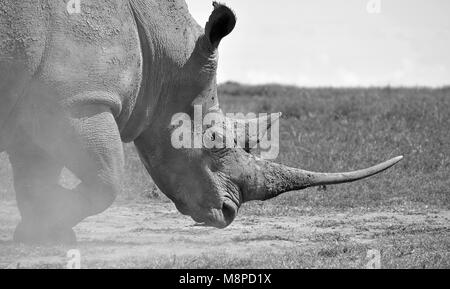 Rhino, der Staub aufwirbelt, während er läuft, Ol Pejeta Conservancy, Kenia Stockfoto