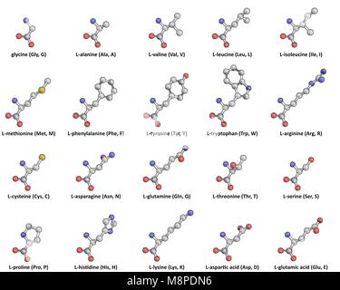 Die 20 proteinogenen L-Aminosäuren in Kugel-und-Stick Darstellung Stockfoto