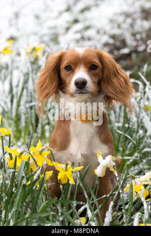 11 Monate alte cockapoo Pip dargestellt in verschneiten Narzissen in Gravesend, Kent. Stockfoto