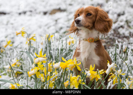 11 Monate alte cockapoo Pip dargestellt in verschneiten Narzissen in Gravesend, Kent. Stockfoto