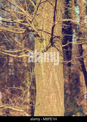 In der Nähe von einem schönen Baum an einem kalten Morgen, natürlichen Jahreszeit Hintergrund Stockfoto