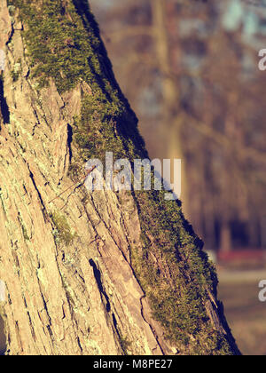 In der Nähe von einem schönen Baum an einem kalten Morgen, natürlichen Jahreszeit Hintergrund Stockfoto