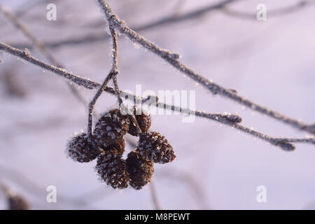 Zweig mit den Kegeln der Erle in der Nähe frost Stockfoto