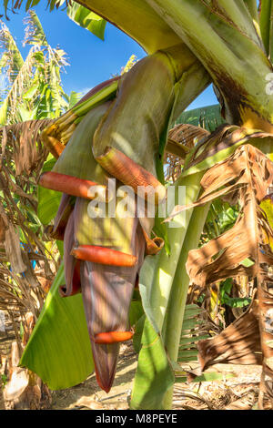 Banana und Banana Blumen kommerziell angebaut, auf einem kleinen Bauernhof in der Region Paphos Zypern Stockfoto