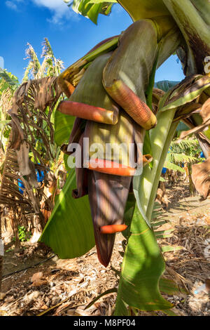 Banana und Banana Blumen kommerziell angebaut, auf einem kleinen Bauernhof in der Region Paphos Zypern Stockfoto