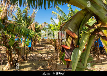 Banana und Banana Blumen kommerziell angebaut, auf einem kleinen Bauernhof in der Region Paphos Zypern Stockfoto