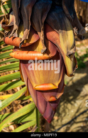 Banana und Banana Blumen kommerziell angebaut, auf einem kleinen Bauernhof in der Region Paphos Zypern Stockfoto