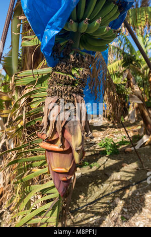 Banana und Banana Blumen kommerziell angebaut, auf einem kleinen Bauernhof in der Region Paphos Zypern Stockfoto