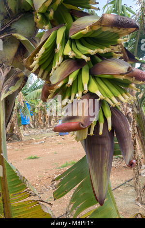 Banana und Banana Blumen kommerziell angebaut, auf einem kleinen Bauernhof in der Region Paphos Zypern Stockfoto