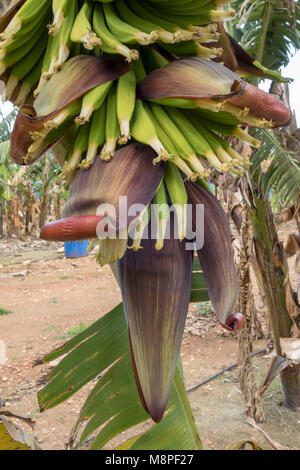 Banana und Banana Blumen kommerziell angebaut, auf einem kleinen Bauernhof in der Region Paphos Zypern Stockfoto