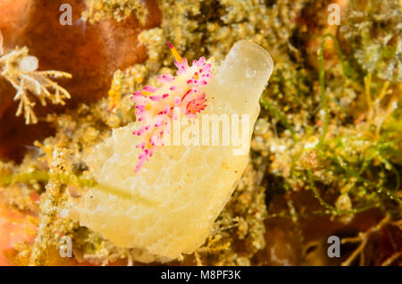 Paarung Sea Slug oder Nacktschnecken, Aegires villosus, Anilao, Batangas, Philippinen, Pazifik Stockfoto