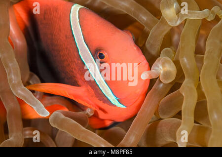 Weibliche Tomaten Anemonenfischen, Amphiprion frenatus, Anilao, Batangas, Philippinen, Pazifik Stockfoto