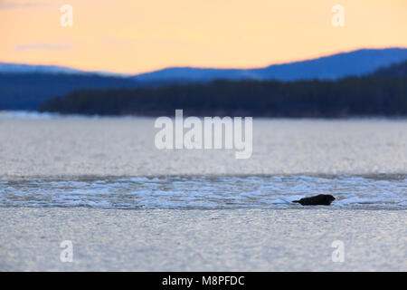 Phoca hispida, Ringelrobbe. Das Foto wurde in der kandalaksha Golf des Weißen Meeres. Russland, Murmansk. Insel Lodeinoe. Stockfoto