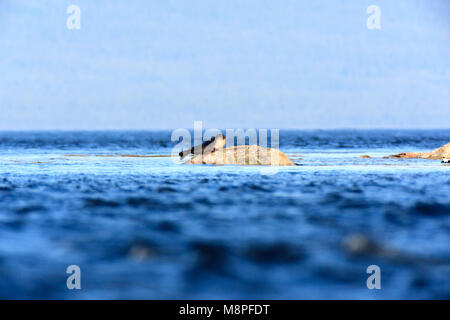 Phoca hispida, Ringelrobbe. Das Foto wurde in der kandalaksha Golf des Weißen Meeres. Russland, Murmansk. Insel Lodeinoe. Stockfoto