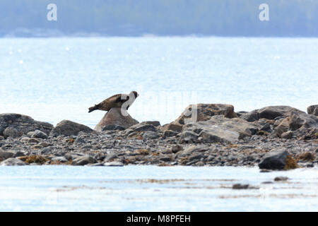 Phoca hispida, Ringelrobbe. Das Foto wurde in der kandalaksha Golf des Weißen Meeres. Russland, Murmansk. Insel Lodeinoe. Stockfoto