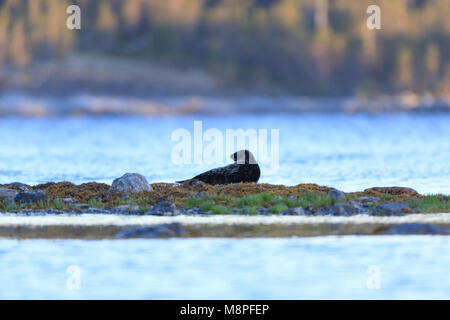 Phoca hispida, Ringelrobbe. Das Foto wurde in der kandalaksha Golf des Weißen Meeres. Russland, Murmansk. Insel Lodeinoe. Stockfoto