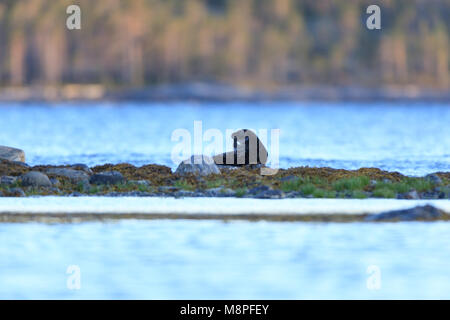 Phoca hispida, Ringelrobbe. Das Foto wurde in der kandalaksha Golf des Weißen Meeres. Russland, Murmansk. Insel Lodeinoe. Stockfoto