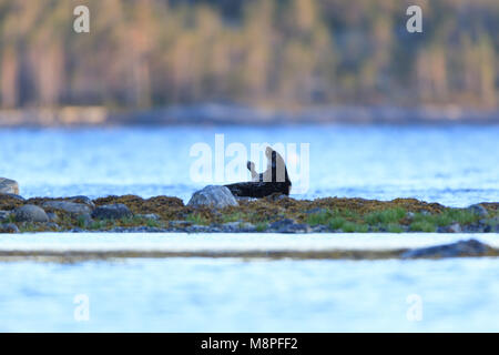 Phoca hispida, Ringelrobbe. Das Foto wurde in der kandalaksha Golf des Weißen Meeres. Russland, Murmansk. Insel Lodeinoe. Stockfoto