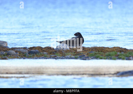 Phoca hispida, Ringelrobbe. Das Foto wurde in der kandalaksha Golf des Weißen Meeres. Russland, Murmansk. Insel Lodeinoe. Stockfoto