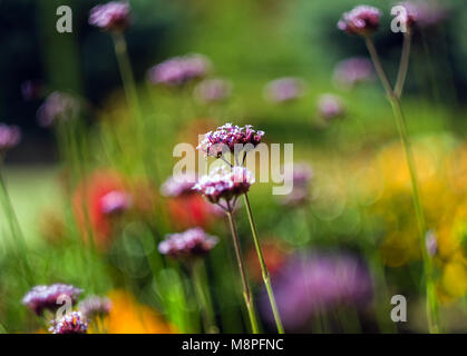 Violett patagonischen Verbena bonariensis im Garten. Stockfoto