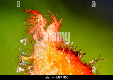 Behaart oder Algen Garnelen, Phycocaris simulans, Anilao, Batangas, Philippinen, Pazifik Stockfoto