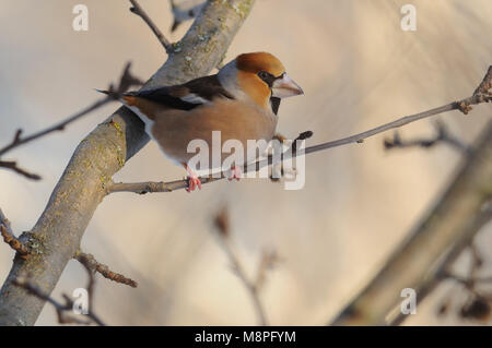 Die hawfinch Coccothraustes coccothraustes) (auf einem dünnen Ast eines wilden Apfel Baum gehockt. Stockfoto