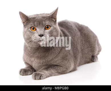 Grau Chartreux Katze mit gelb orange Augen auf weißem Hintergrund. Studio gedreht. Herkunft aus Frankreich. Schöne Tier. Stockfoto