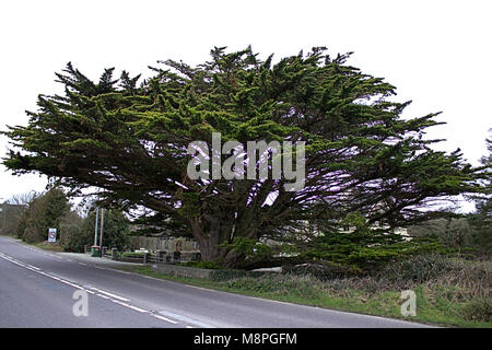 Diese massive Cupressus macrocarpa, Monterey Zypern Überhänge an der Straße nach Ballydehob, Irland. Stockfoto